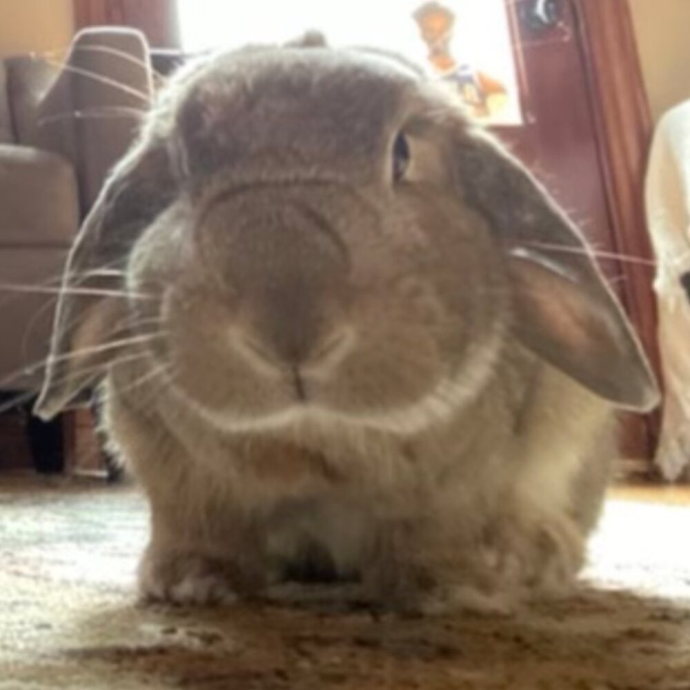 Meet your Posher, Julia